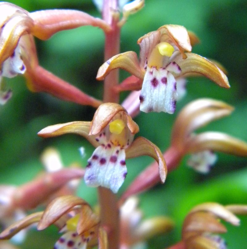 Coralroot Orchid