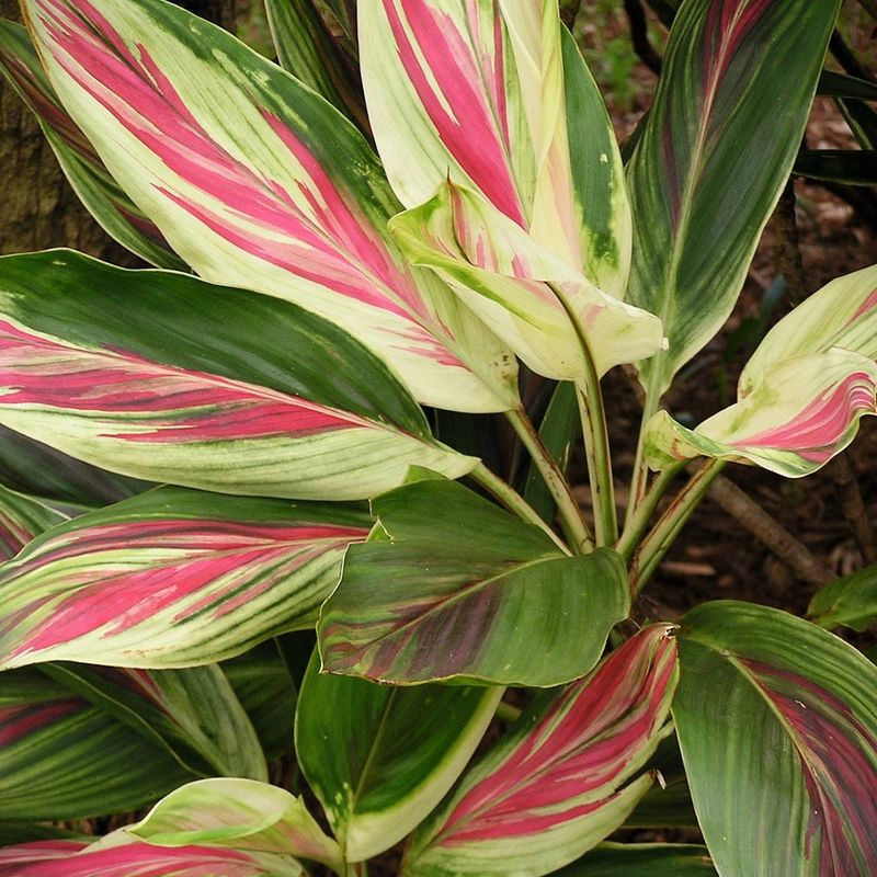 Cordyline