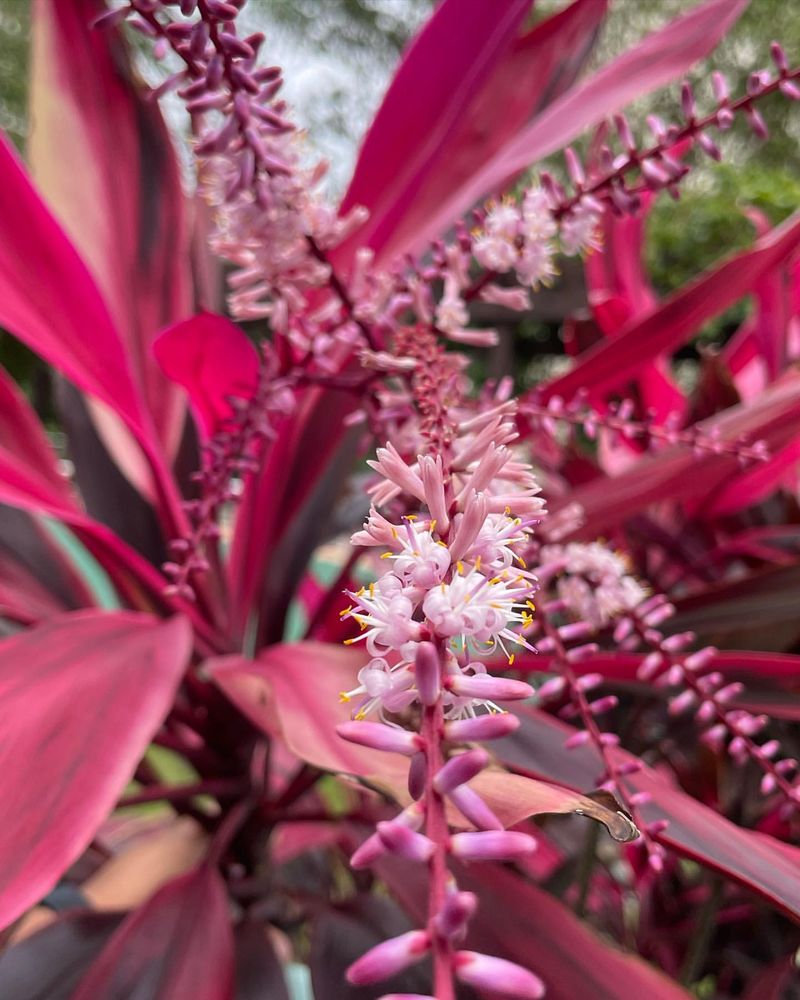 Cordyline