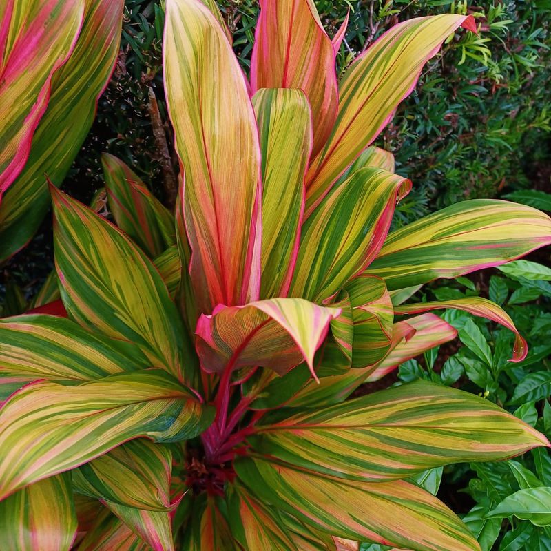 Cordyline