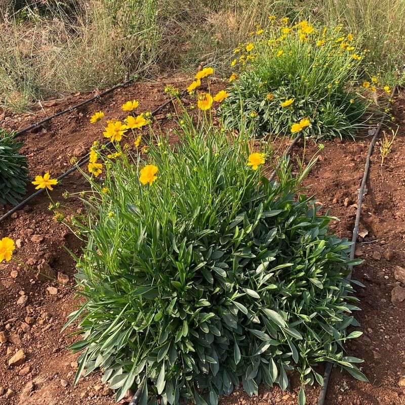 Coreopsis