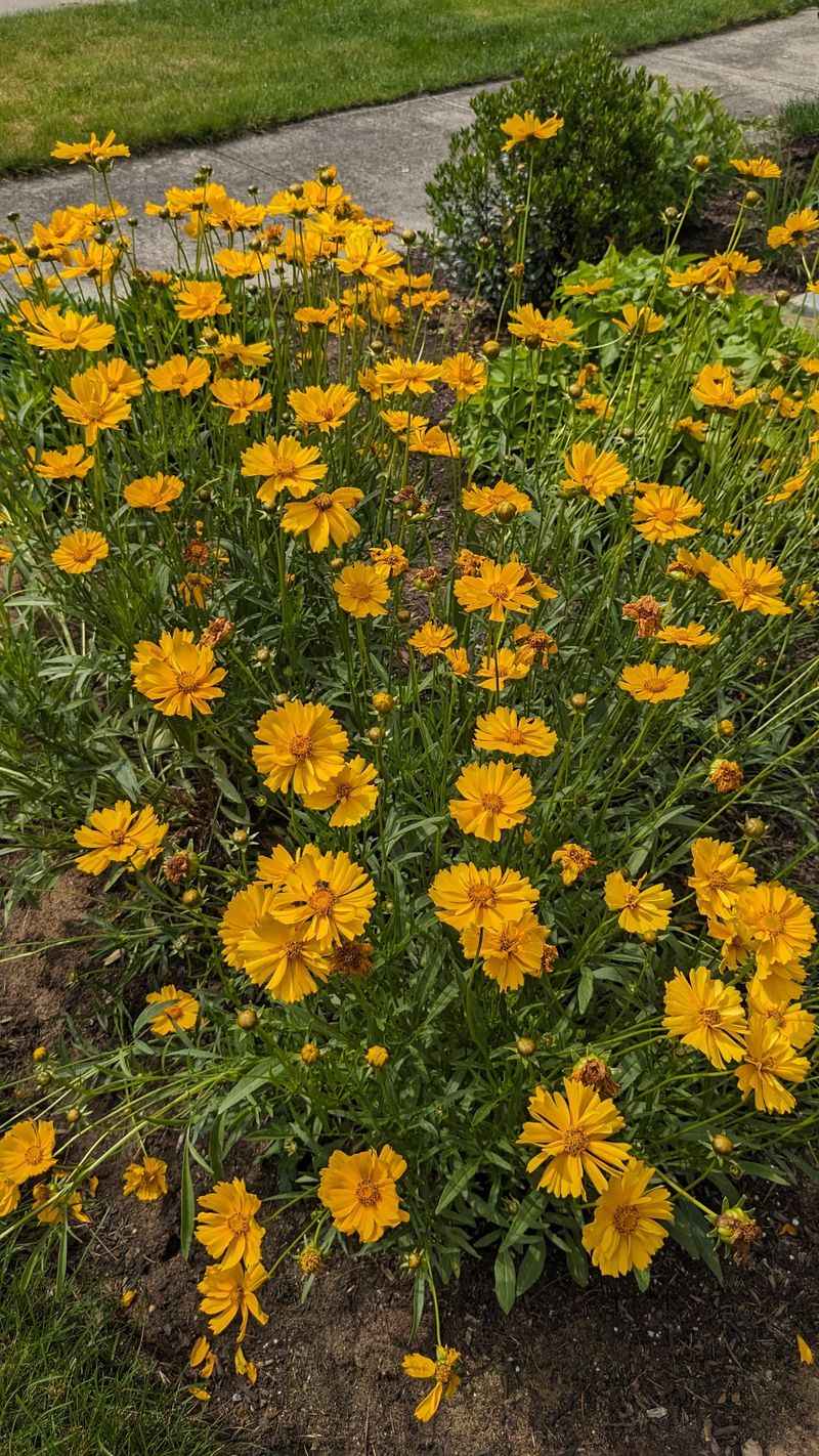 Coreopsis