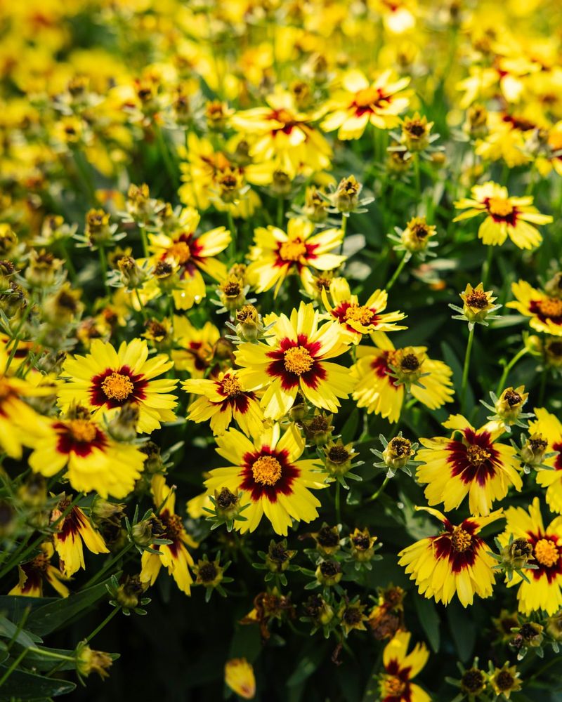 Coreopsis