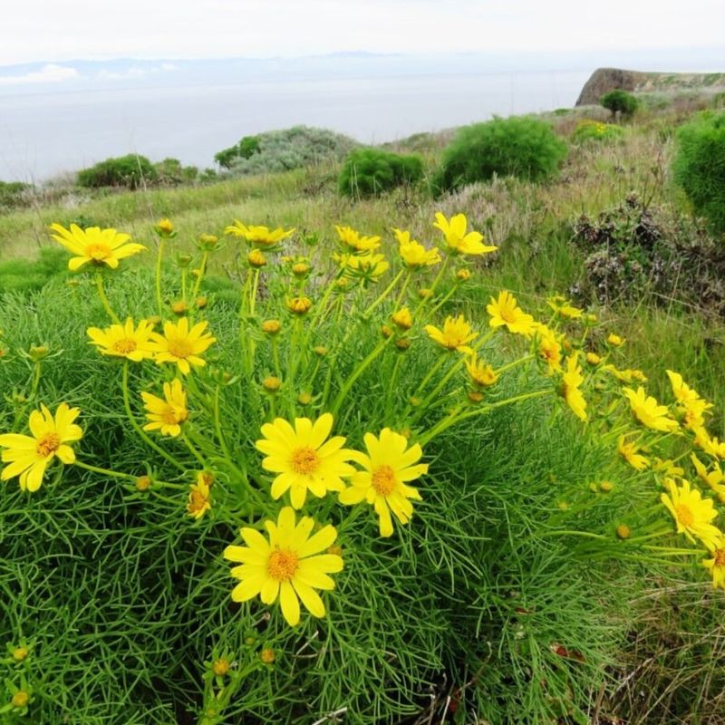 Coreopsis