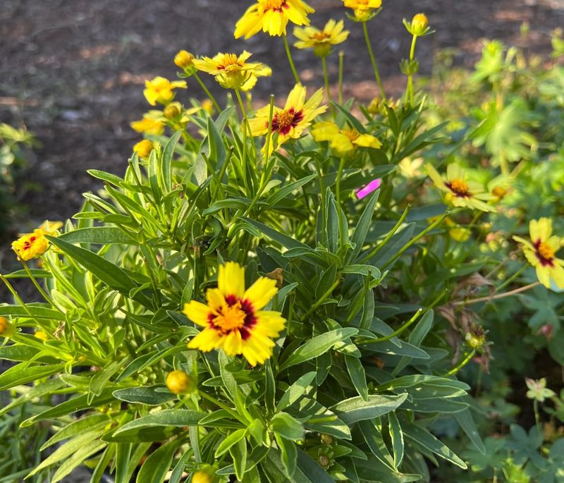 Coreopsis