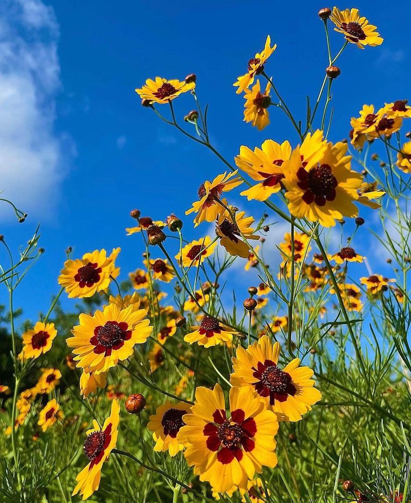 Coreopsis