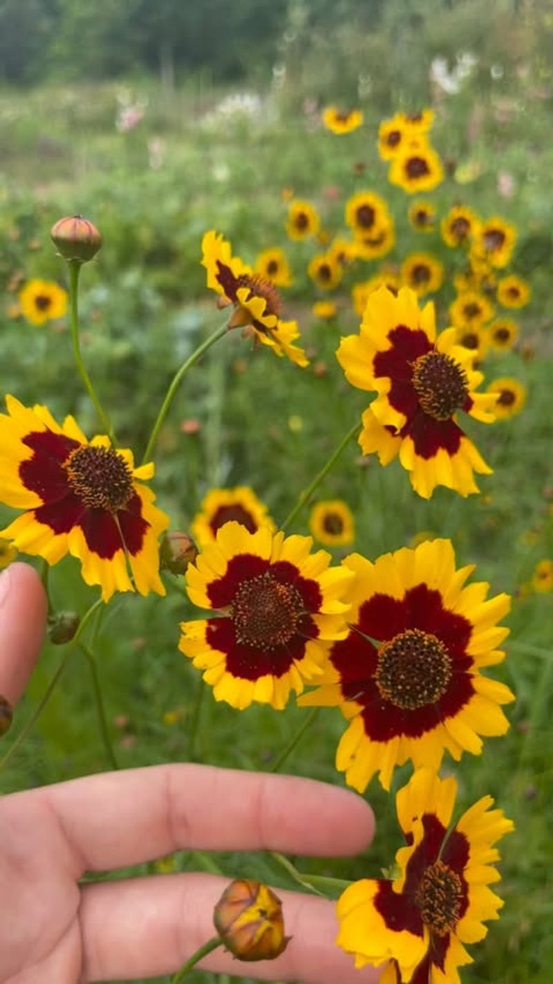 Coreopsis