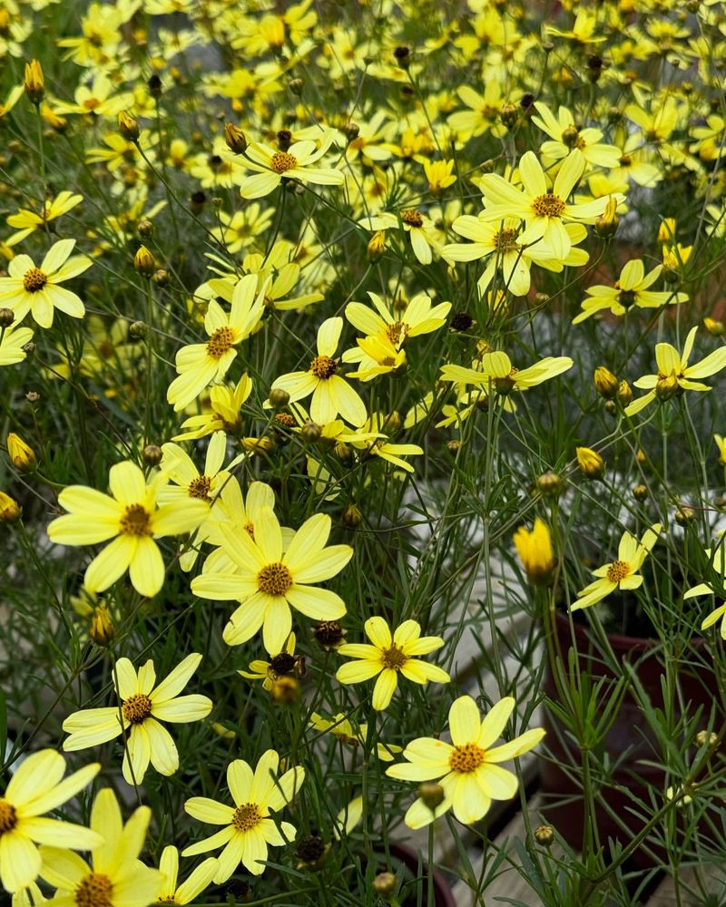 Coreopsis