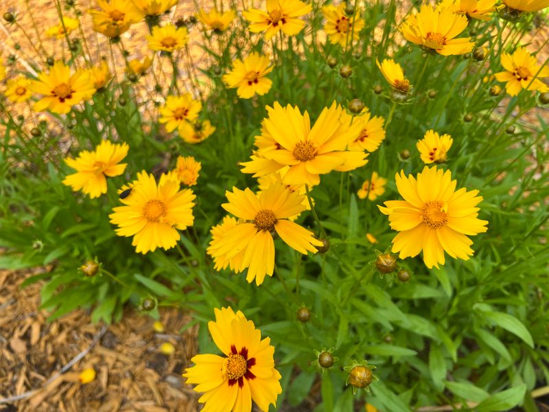 Coreopsis