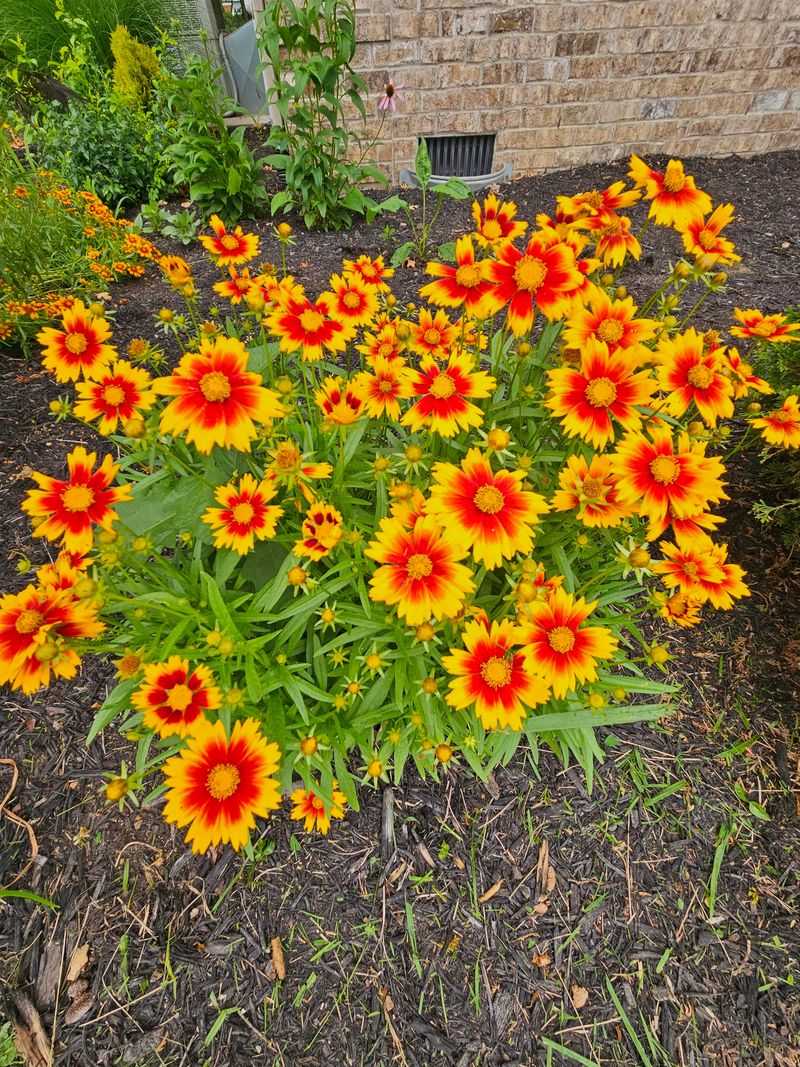 Coreopsis