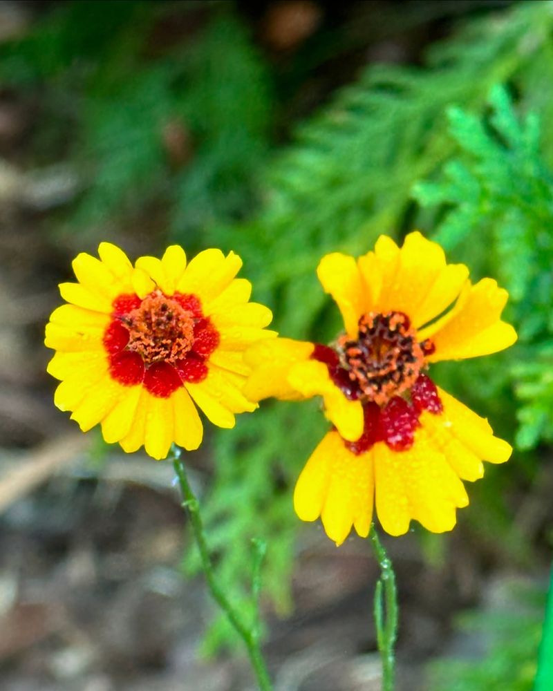 Coreopsis (Coreopsis spp.)