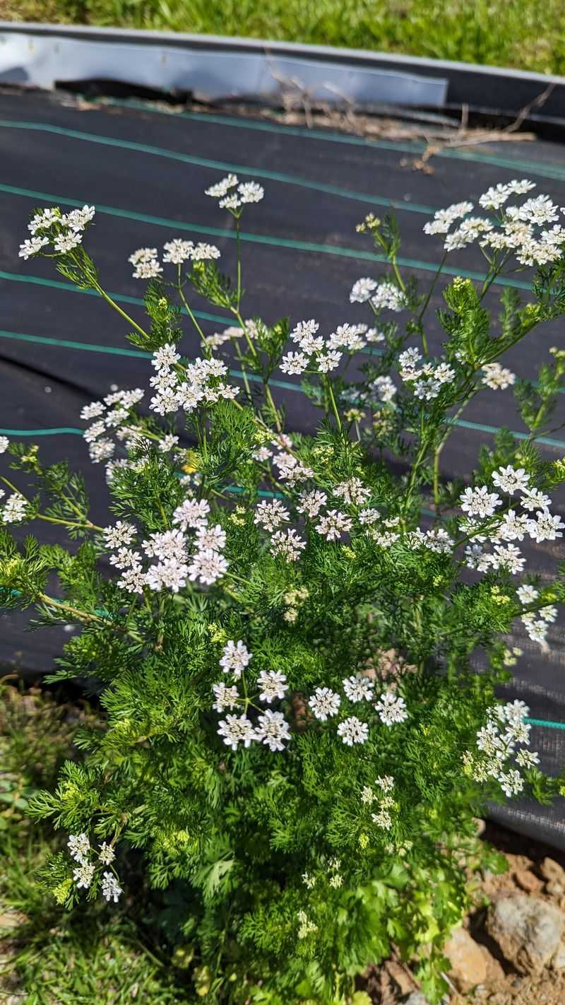 Coriander