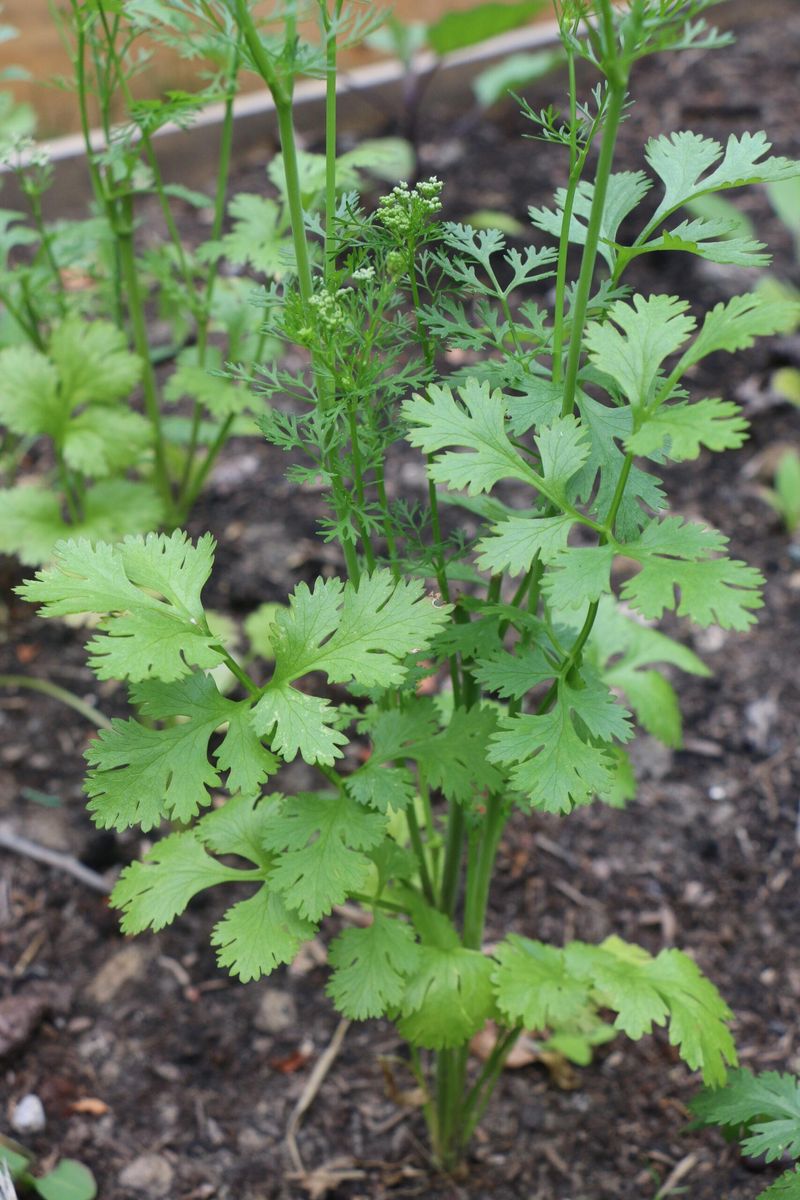 Coriander