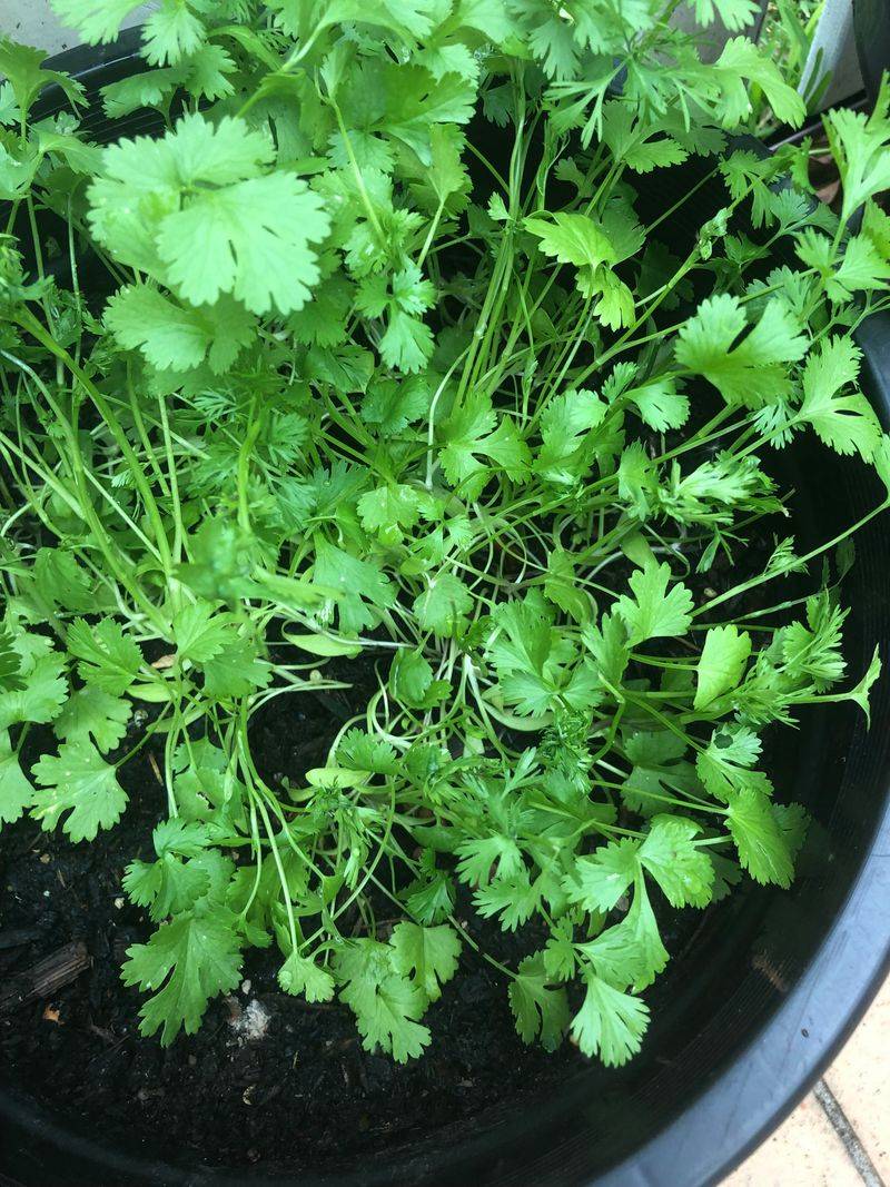 Coriander