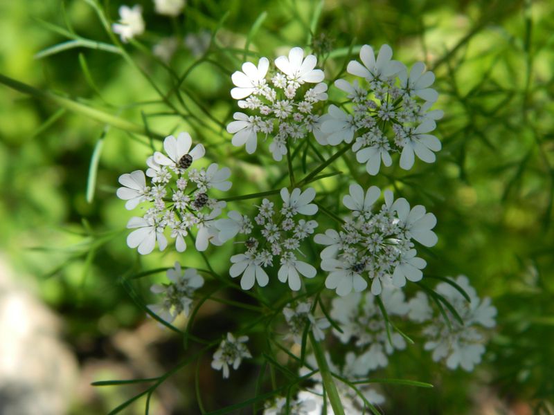 Coriander Flower