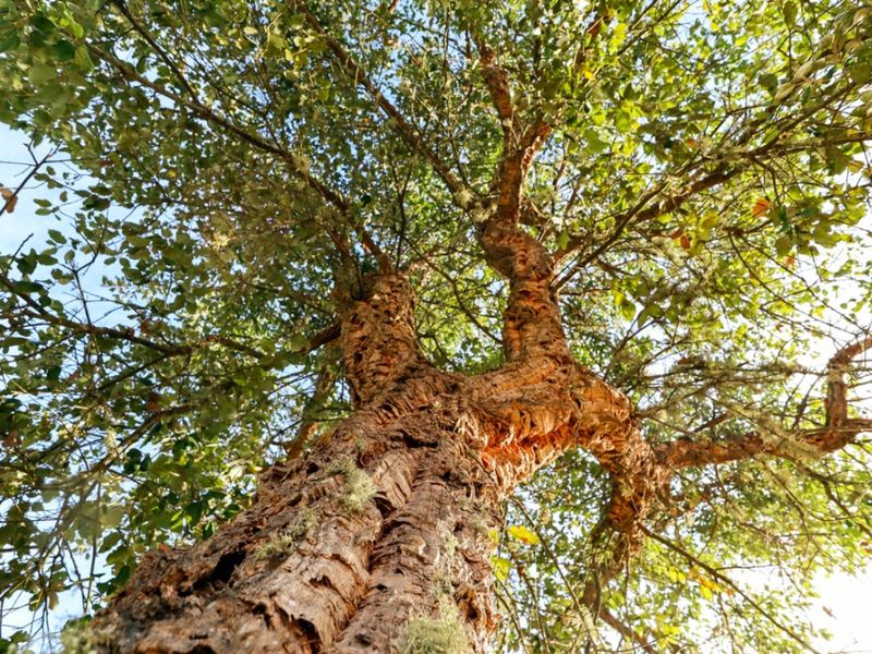 Cork Oak