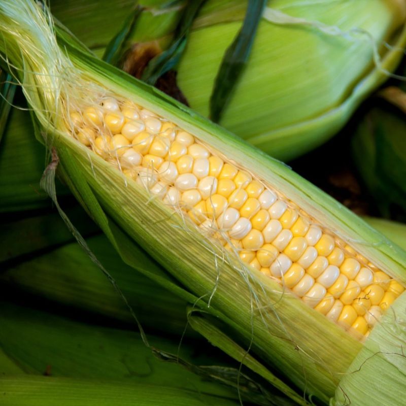 Corn