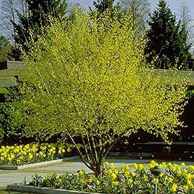 Cornelian Cherry Dogwood