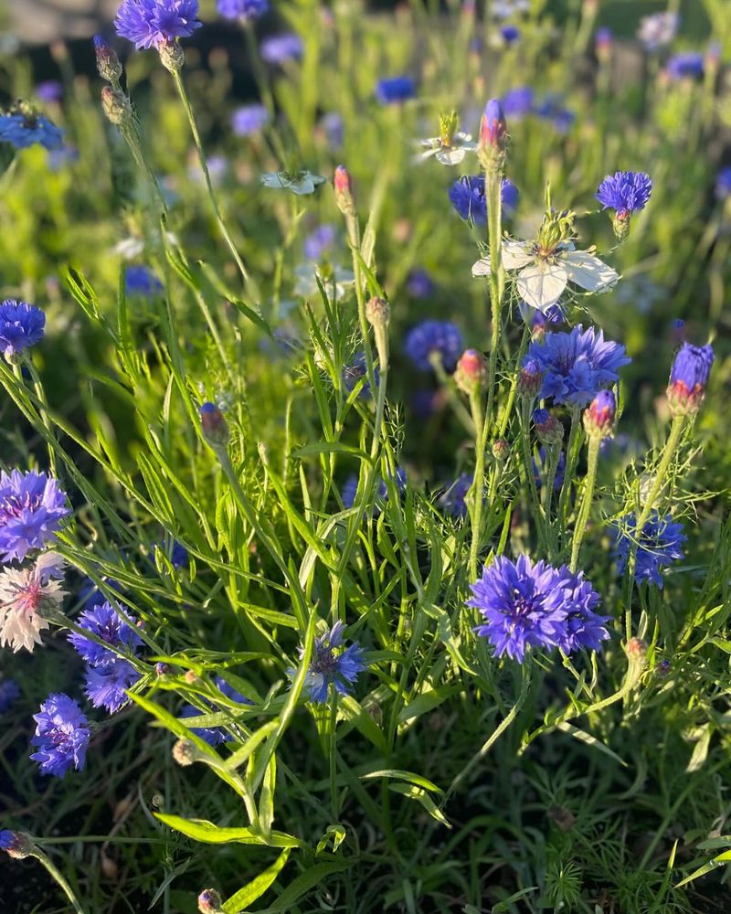 Cornflower