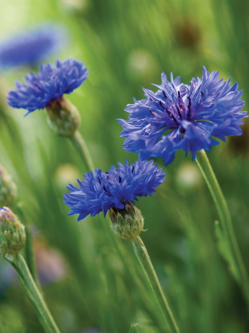 Cornflower