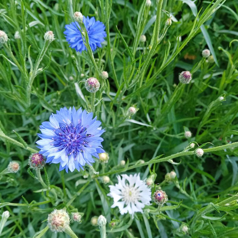 Cornflower