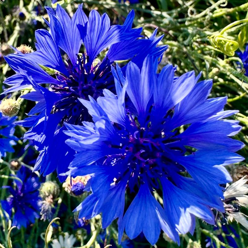 Cornflower