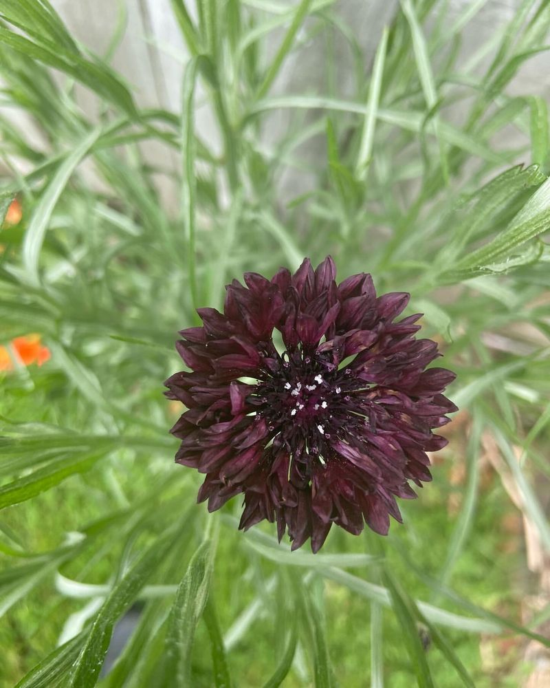 Cornflower