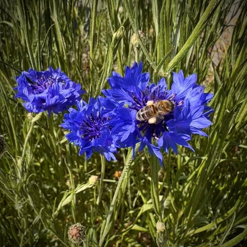 Cornflower