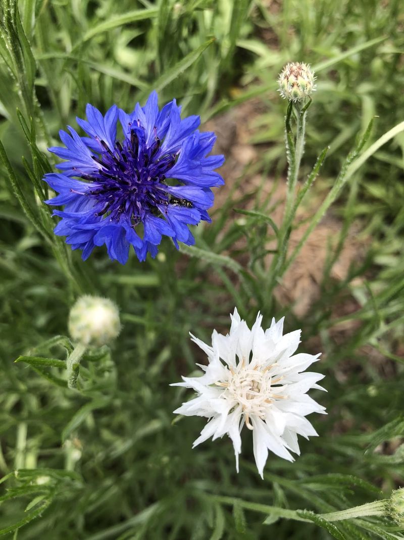 Cornflower