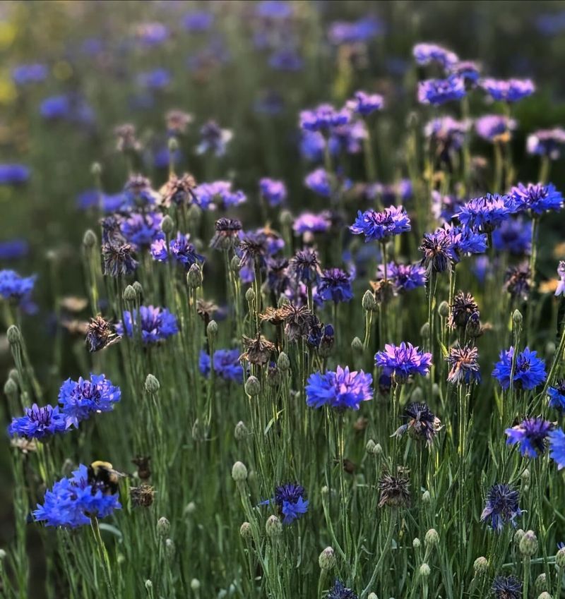 Cornflower