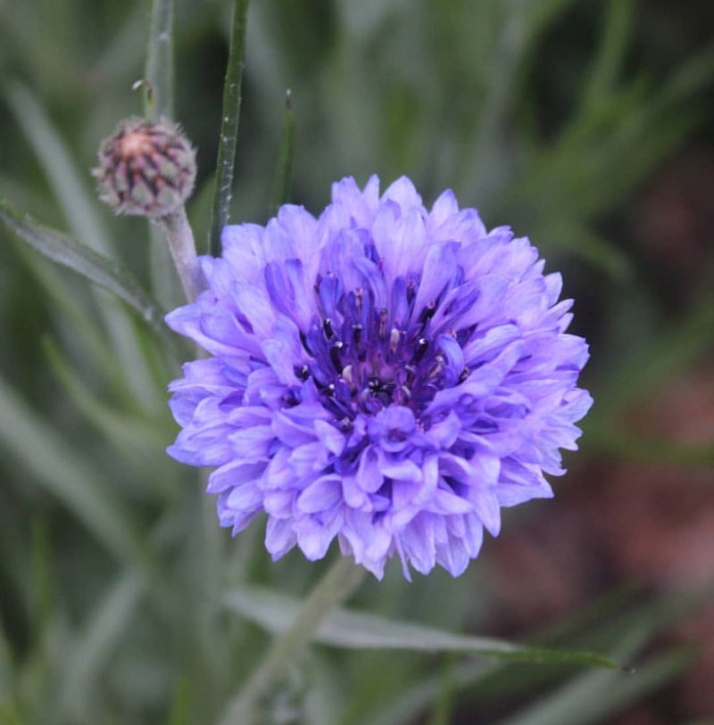 Cornflowers