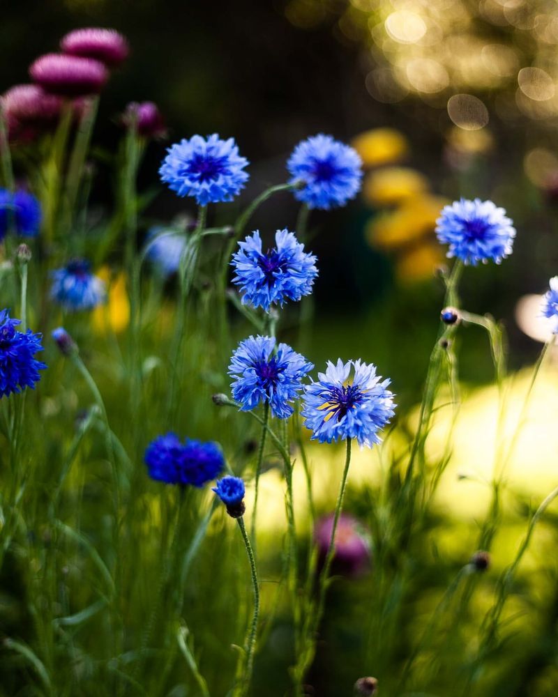 Cornflowers