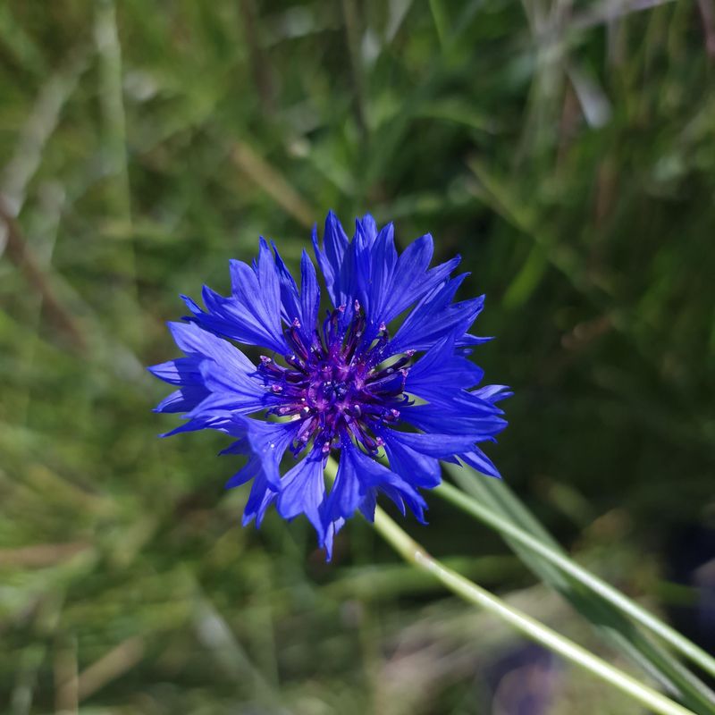 Cornflowers