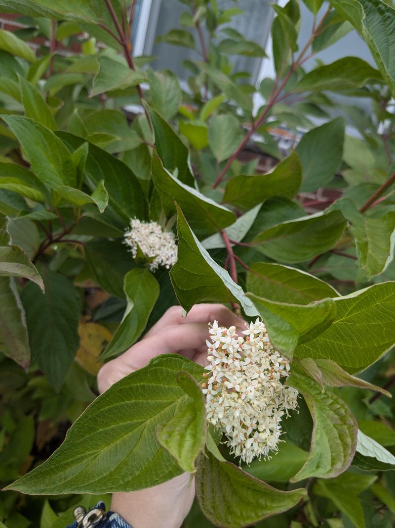 Cornus alba 'Sibirica'