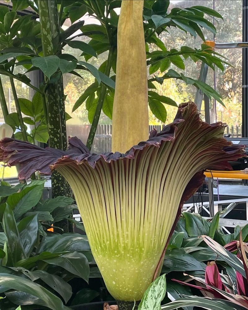 Corpse Flower