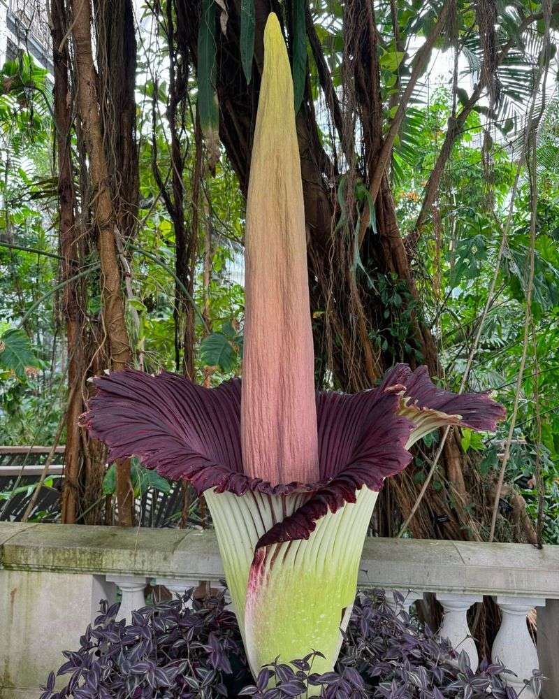 Corpse Flower