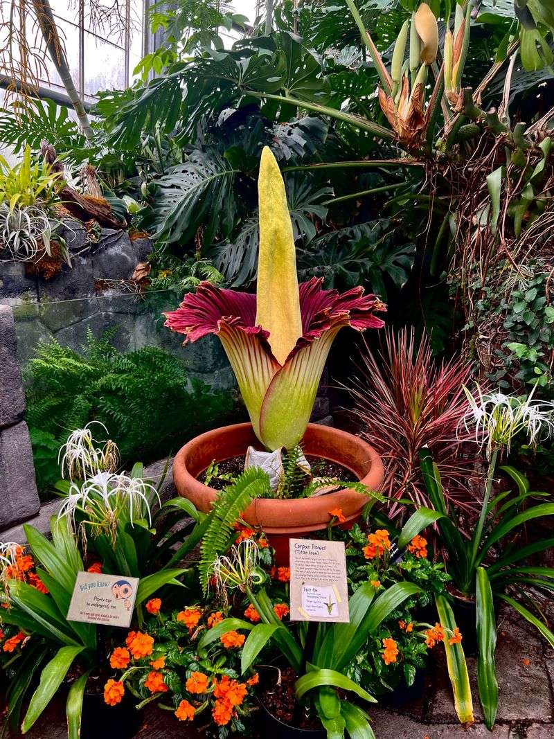 Corpse Flower