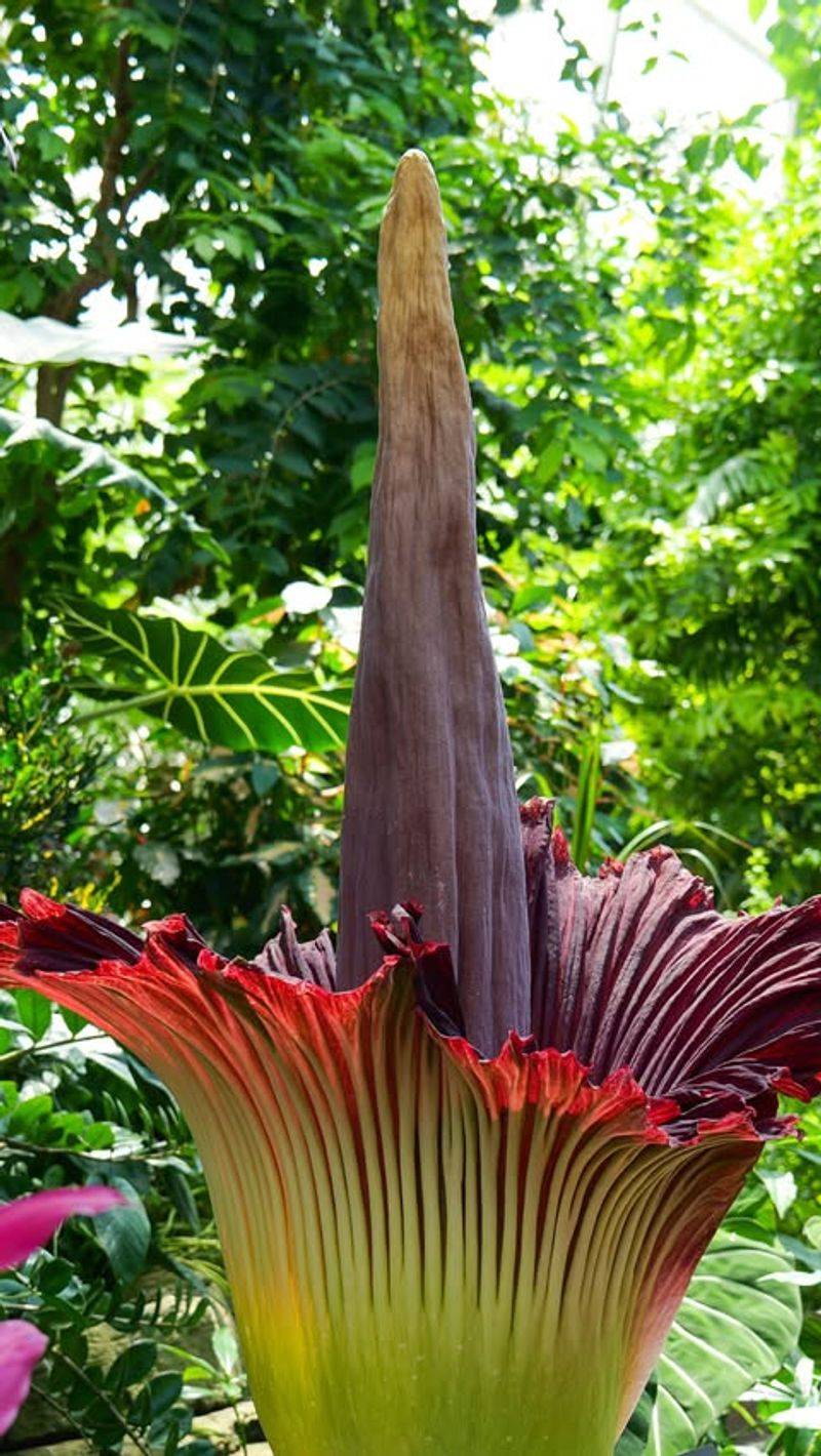 Corpse Flower