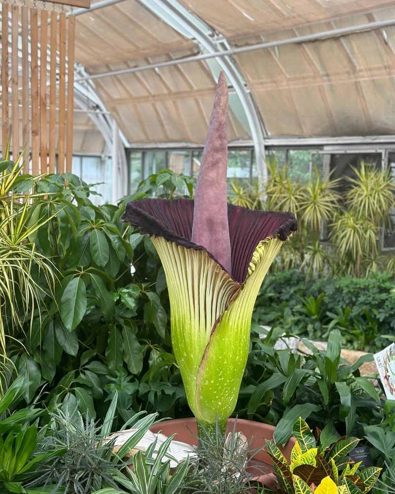 Corpse Flower