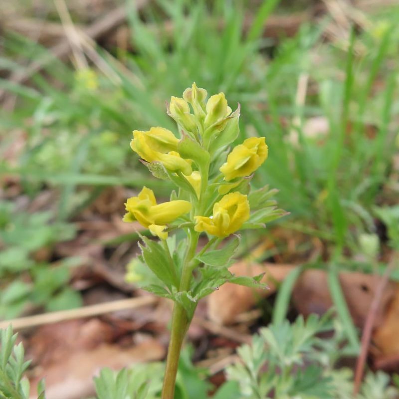 Corydalis