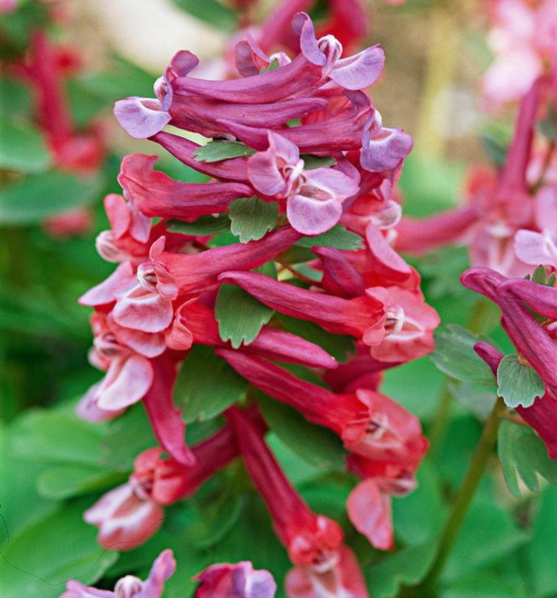 Corydalis