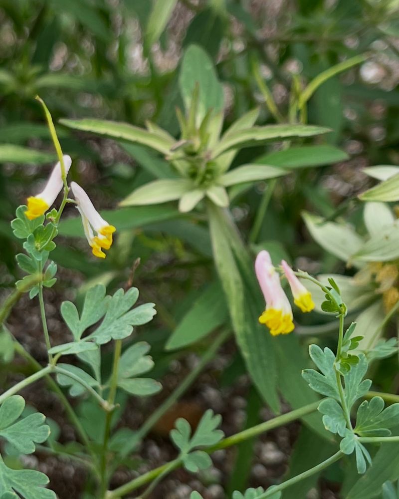 Corydalis