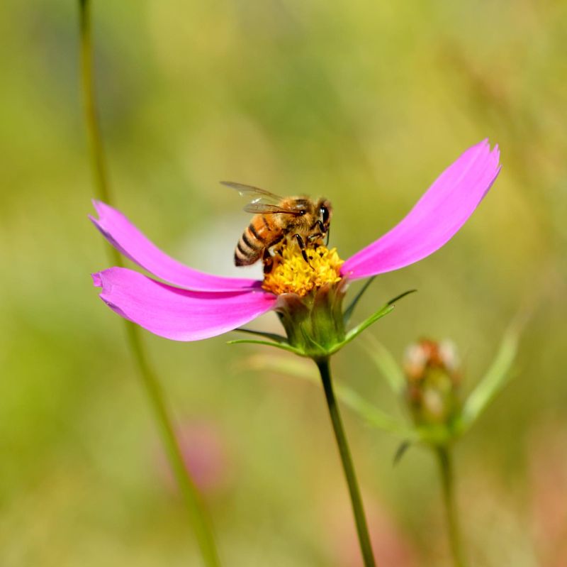 Cosmos