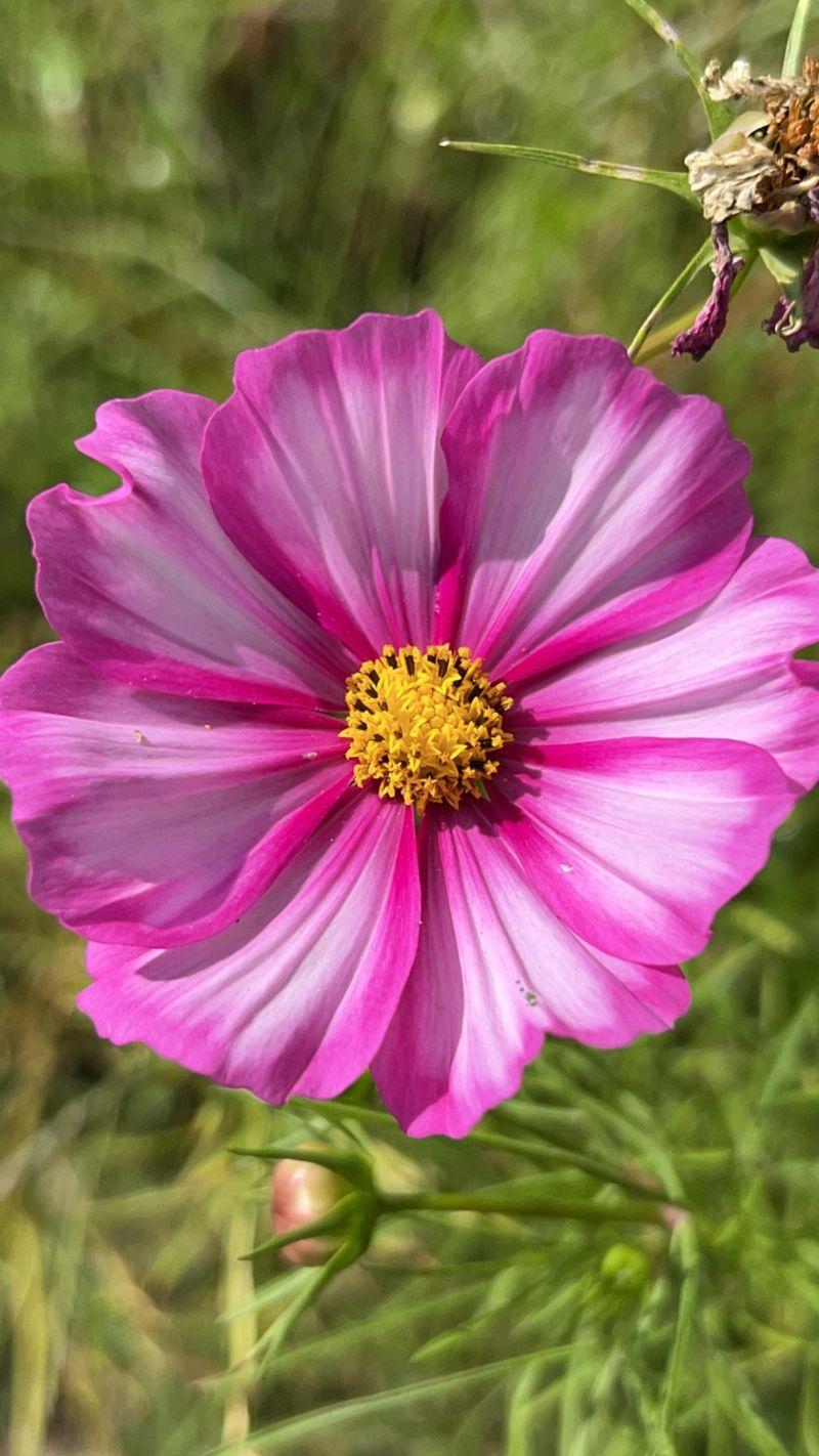 Cosmos