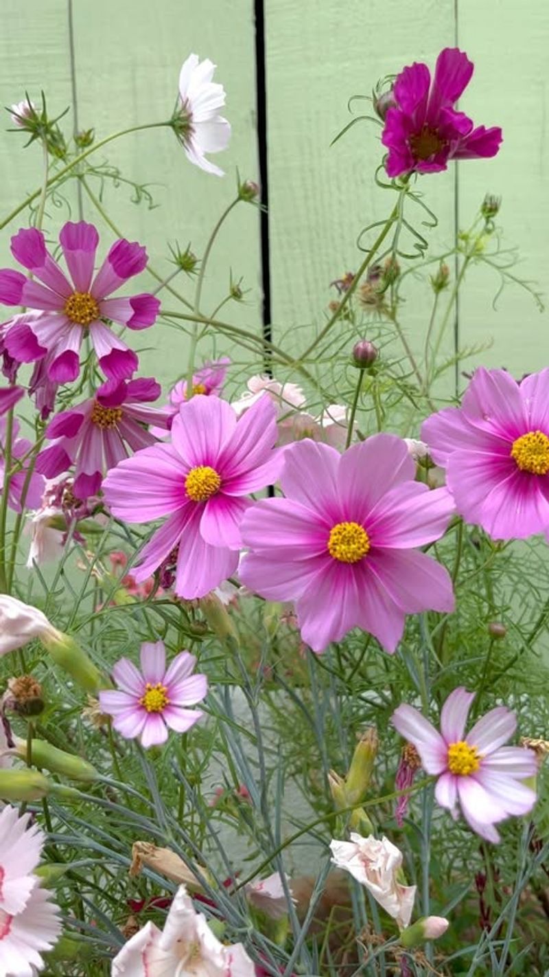 Cosmos (Cosmos bipinnatus)