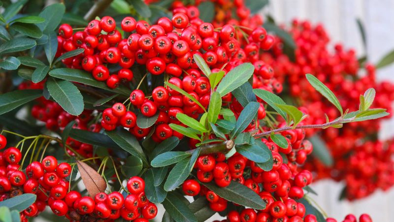 Cotoneaster