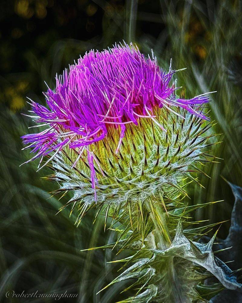 Cotton Thistle