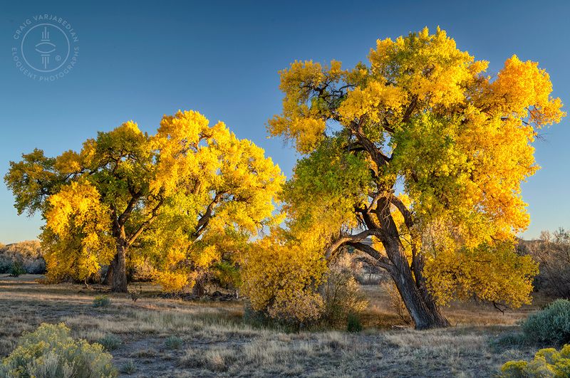 Cottonwood