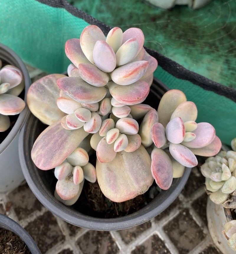 Cotyledon Orbiculata