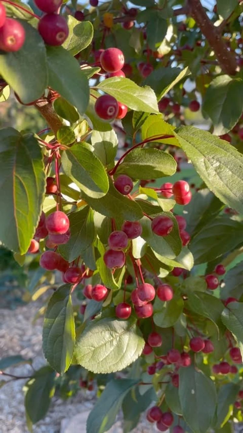 Crabapple